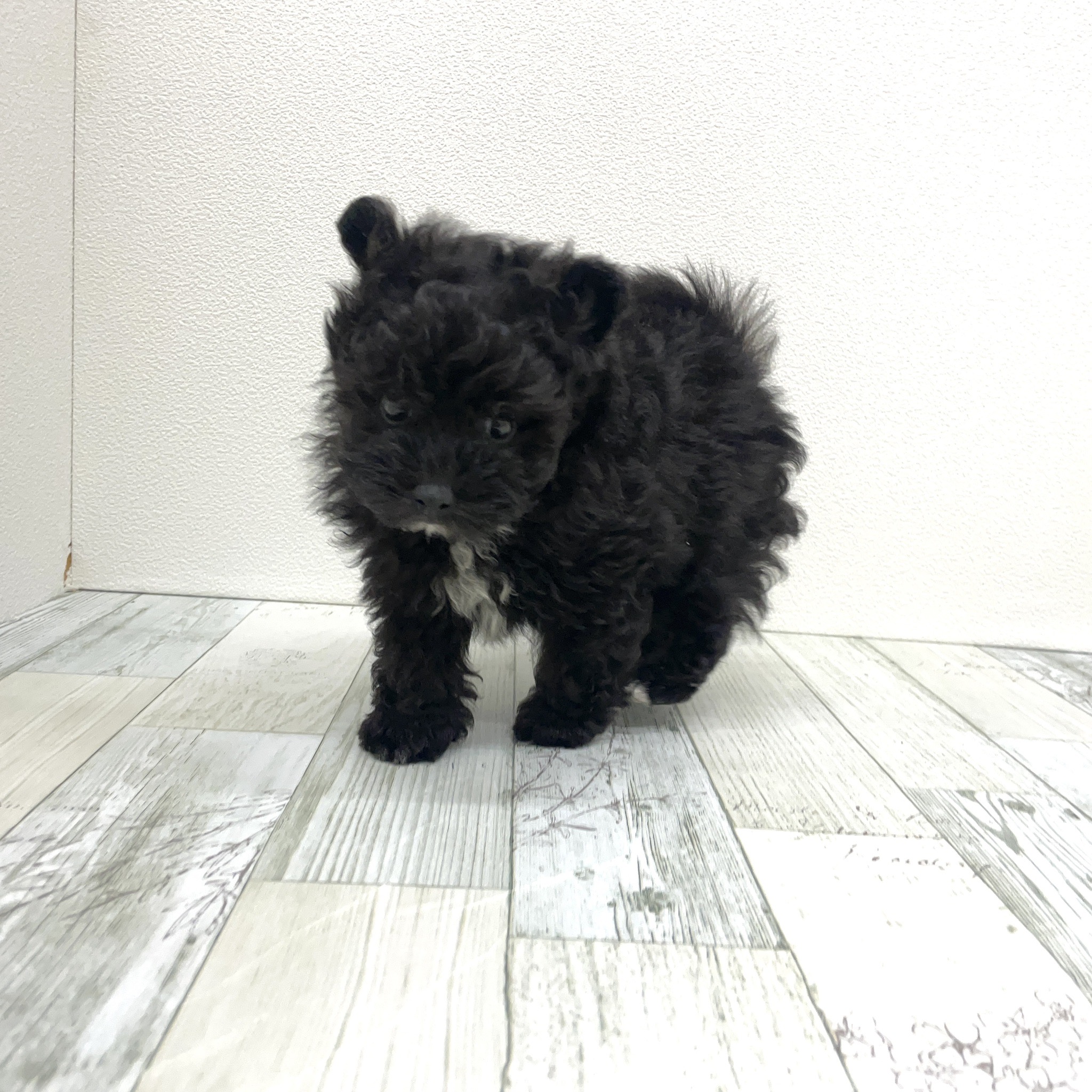 福岡県のポメプー(ポメラニアン×プードル) (犬の家＆猫の里シュロアモール筑紫野店/2025年7月17日生まれ/男の子/ブラックホワイト)の子犬の2枚目の画像