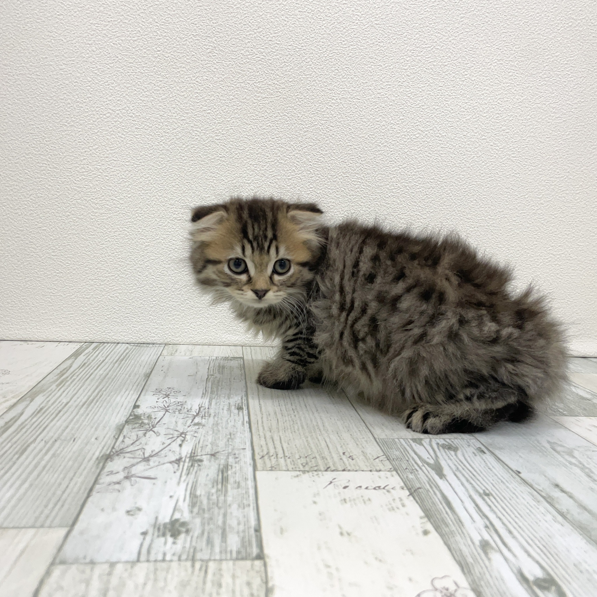 福岡県のスコティッシュフォールド (犬の家＆猫の里シュロアモール筑紫野店/2025年7月12日生まれ/男の子/ブラウンタビー)の子猫の2枚目の画像