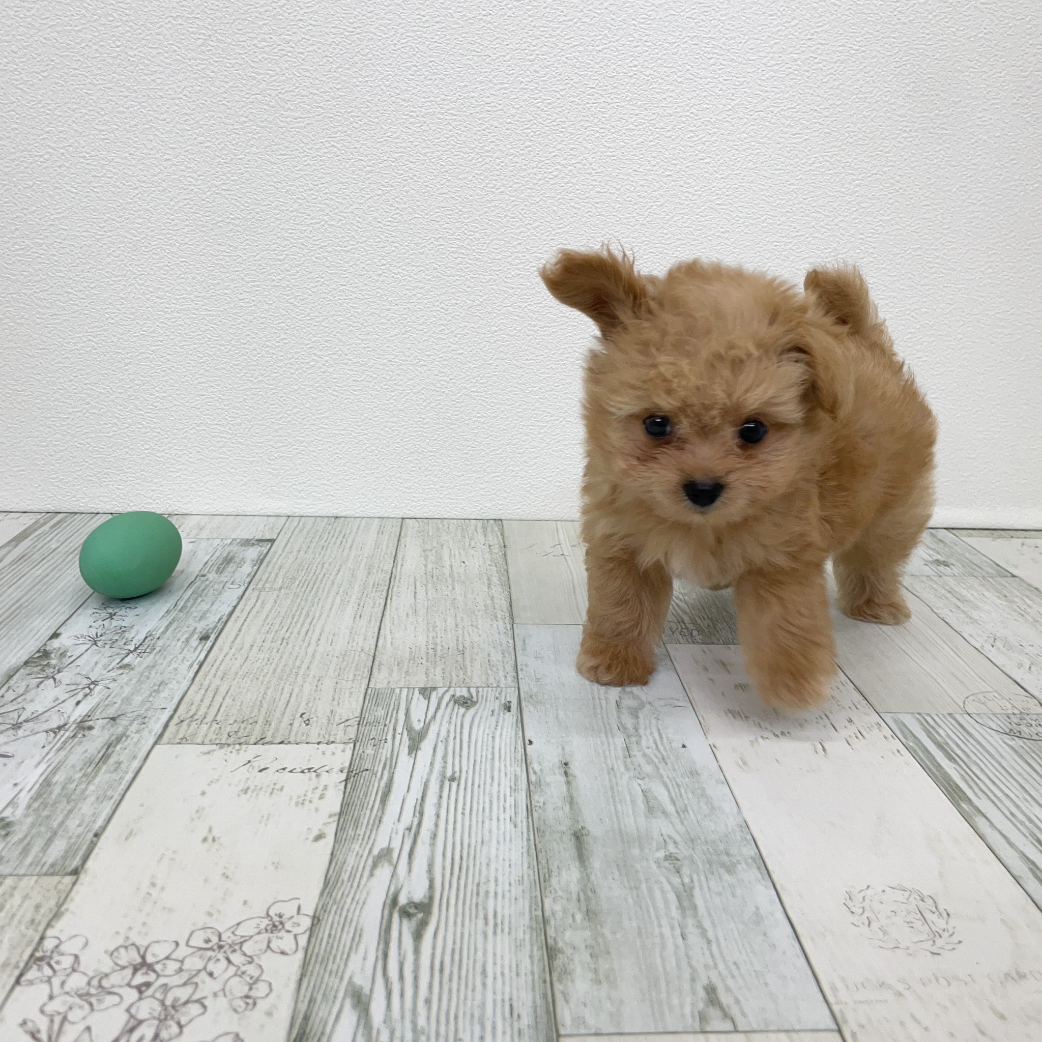 福岡県のチワプー/プーチー(チワワ×プードル) (犬の家＆猫の里シュロアモール筑紫野店/2025年7月14日生まれ/男の子/レッド)の子犬の2枚目の画像