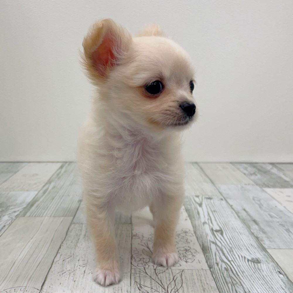 福岡県のポメチワ/チワポメ/ポメチー(ポメラニアン×チワワ) (犬の家＆猫の里シュロアモール筑紫野店/2025年7月31日生まれ/男の子/クリーム)の子犬の2枚目の画像