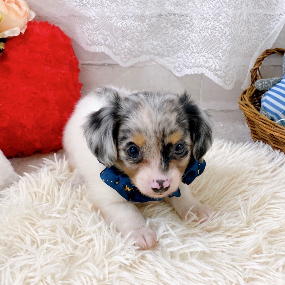 滋賀県のチワックス(チワワ×ダックス) (犬の家＆猫の里長浜店/2025年7月10日生まれ/男の子/ブルーマールホワイト)の子犬の1枚目の画像
