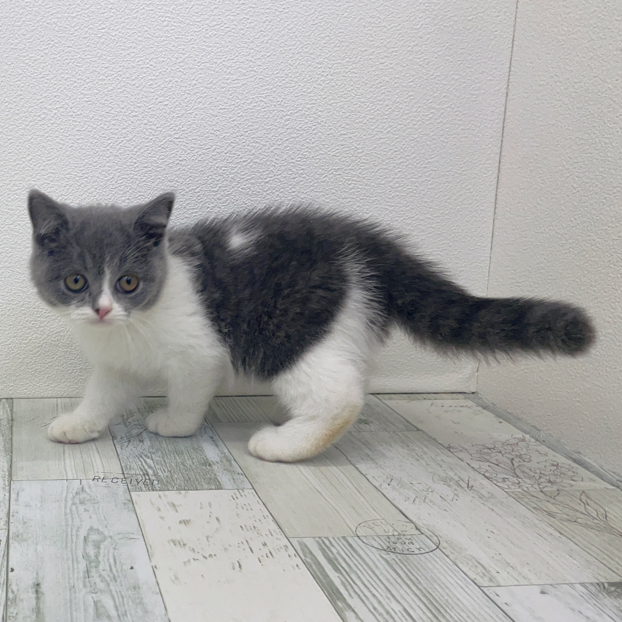 福岡県のブリティッシュショートヘアー (犬の家＆猫の里シュロアモール筑紫野店/2025年7月24日生まれ/男の子/ブルーホワイト)の子猫の2枚目の画像