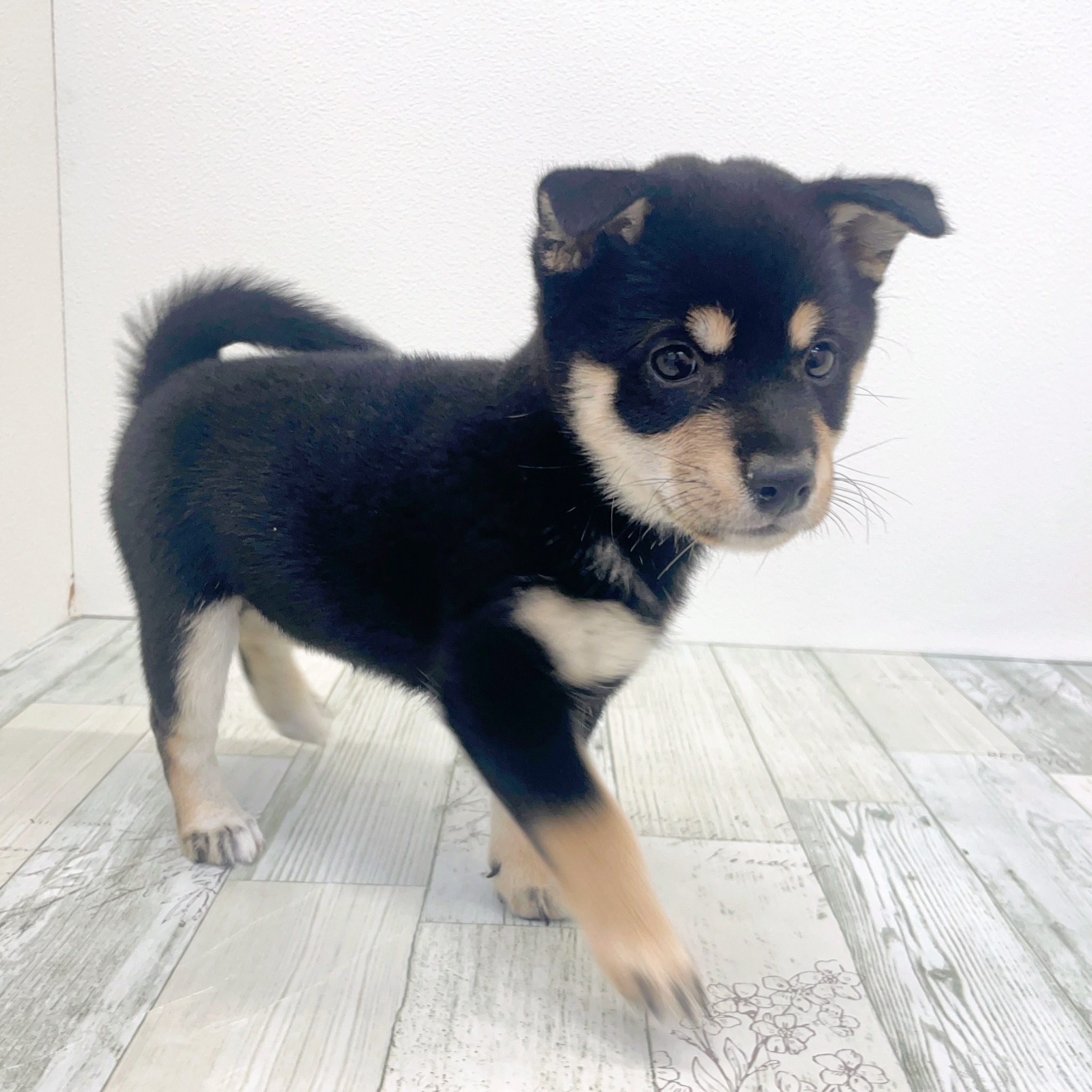 福岡県の豆柴 (犬の家＆猫の里シュロアモール筑紫野店/2025年7月29日生まれ/女の子/黒)の子犬の2枚目の画像