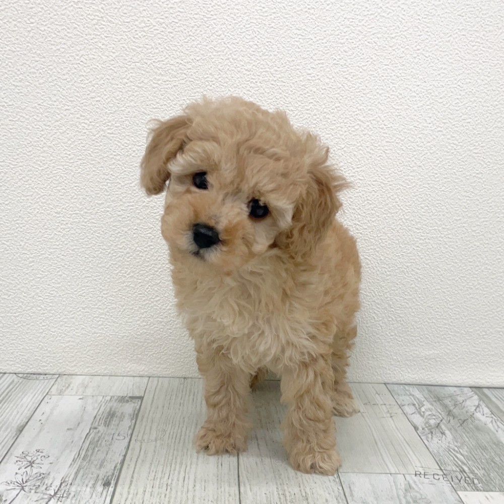 福岡県のトイプードル(トイ) (犬の家&猫の里シュロアモール筑紫野店/2025年8月26日生まれ/女の子/アプリコット)の子犬の2枚目の画像