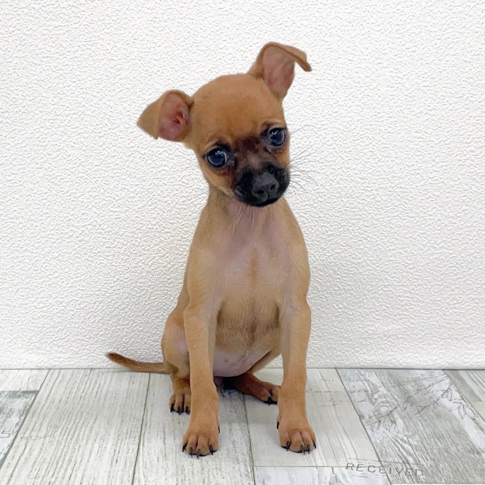 福岡県のチワピン(チワワ×ミニチュアピンシャー) (犬の家&猫の里シュロアモール筑紫野店/2025年8月25日生まれ/女の子/レッド)の子犬の2枚目の画像