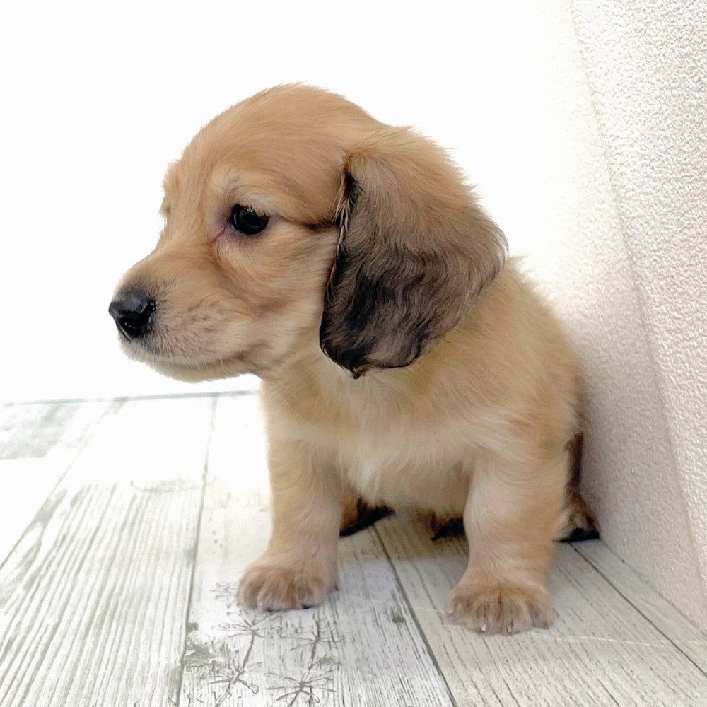 福岡県のミニチュアダックスフンド(ロング) (犬の家＆猫の里シュロアモール筑紫野店/2025年8月26日生まれ/男の子/シェーデットイエロー)の子犬の2枚目の画像