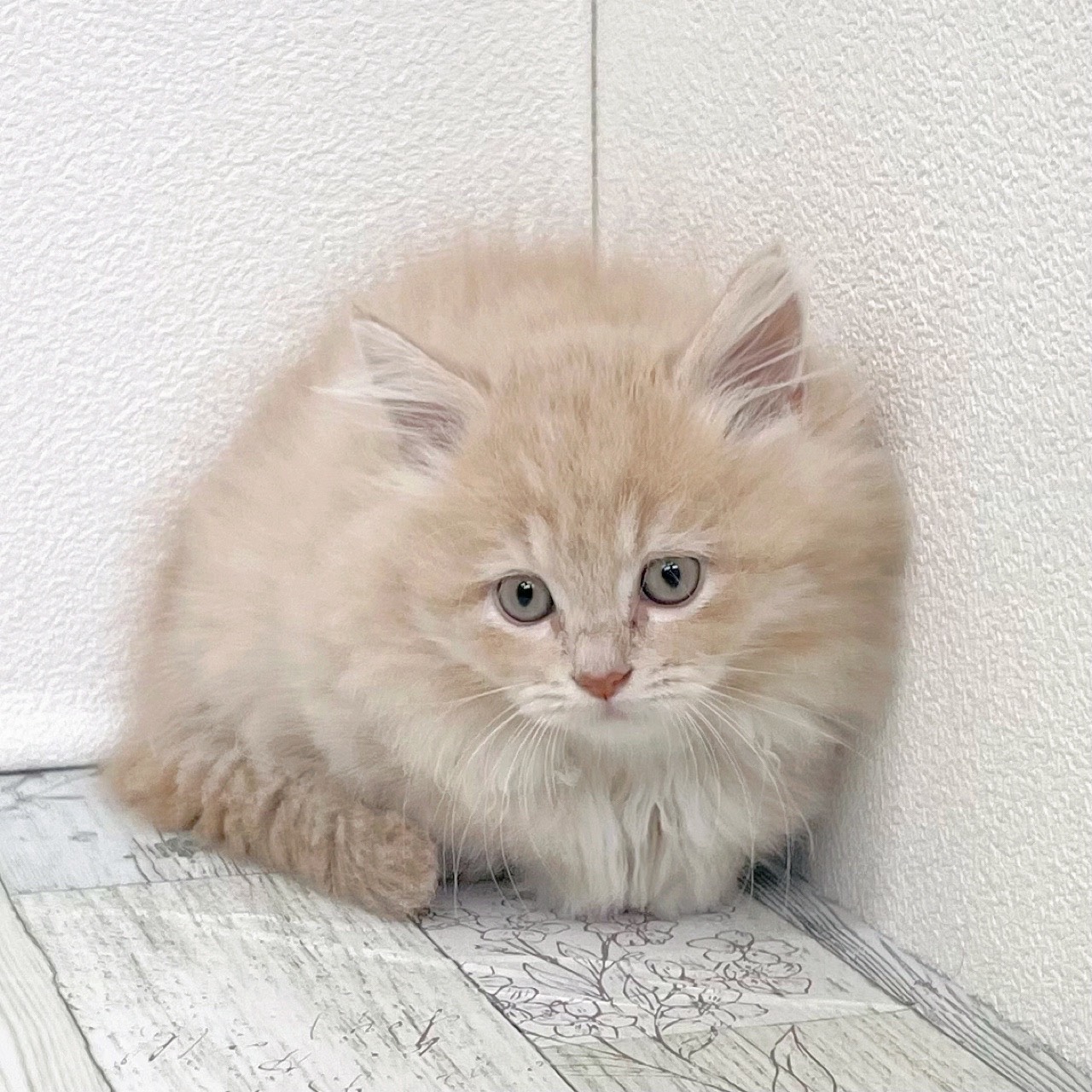 福岡県のマンチカン (犬の家＆猫の里シュロアモール筑紫野店/2025年8月28日生まれ/女の子/クリームタビーホワイト)の子猫の2枚目の画像