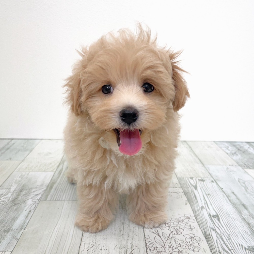 福岡県のマルプー(マルチーズ×プードル) (犬の家＆猫の里シュロアモール筑紫野店/2025年8月29日生まれ/男の子/クリームホワイト)の子犬の2枚目の画像