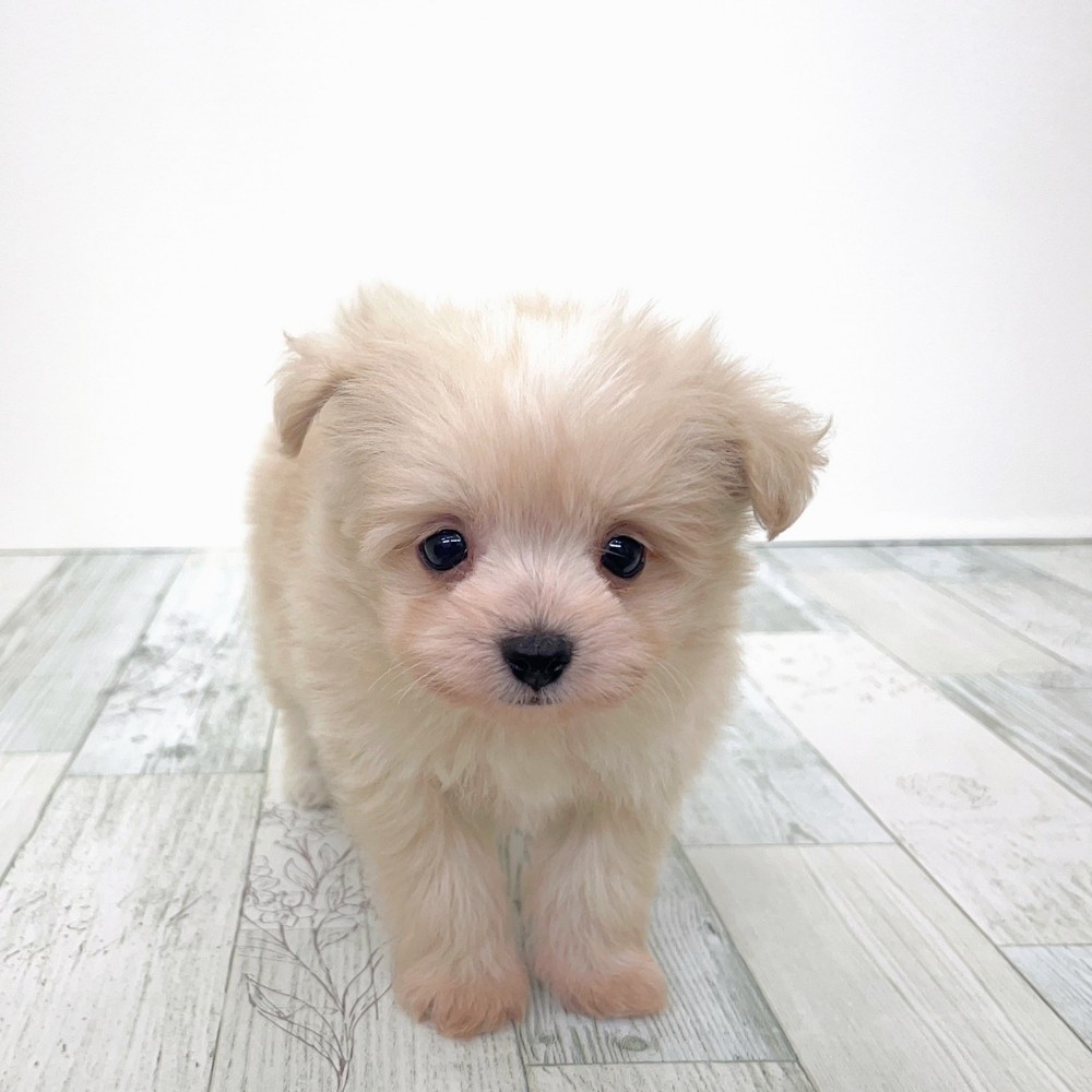 福岡県のポメプー(ポメラニアン×プードル) (犬の家＆猫の里シュロアモール筑紫野店/2025年9月1日生まれ/男の子/クリーム)の子犬
