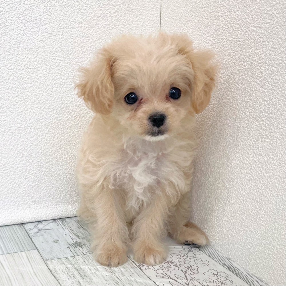 福岡県のチワプー/プーチー(チワワ×プードル) (犬の家＆猫の里シュロアモール筑紫野店/2025年8月31日生まれ/女の子/クリームホワイト)の子犬の2枚目の画像
