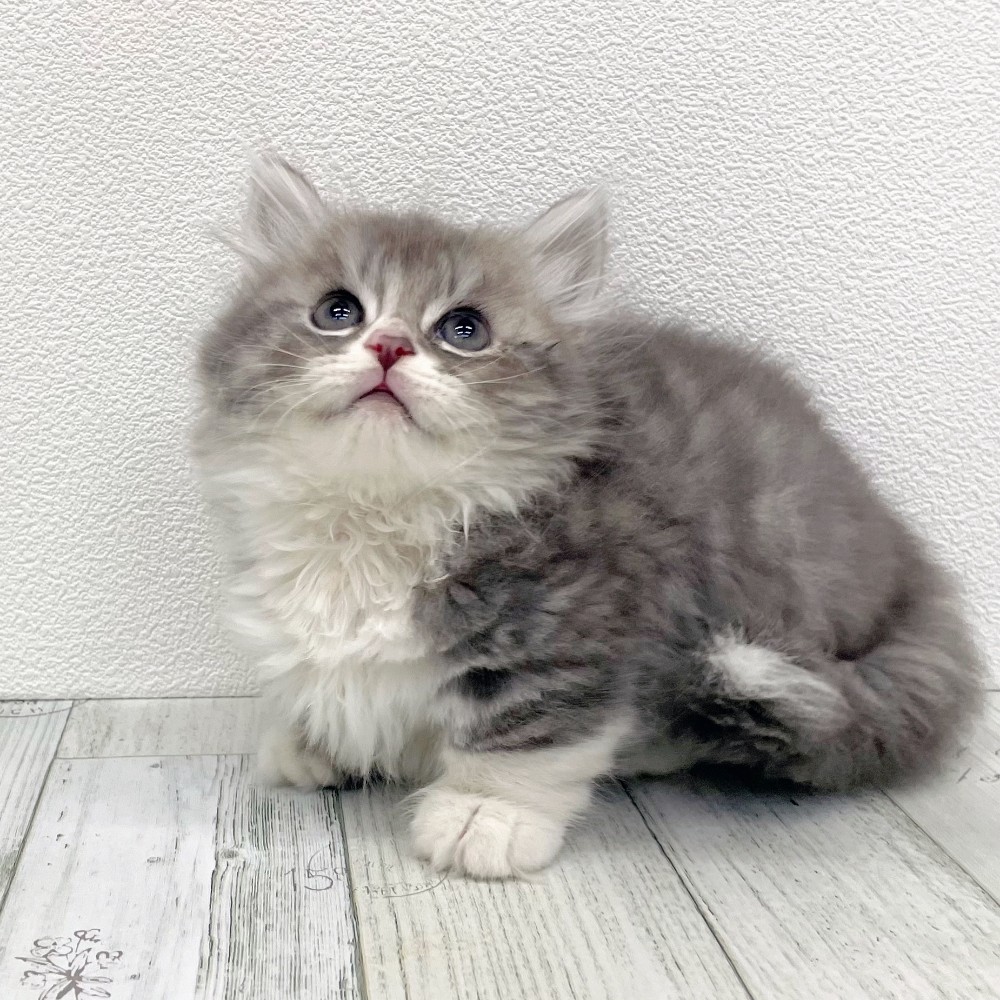 福岡県のミヌエット (犬の家＆猫の里シュロアモール筑紫野店/2025年8月31日生まれ/男の子/ブルーシルバータビーホワイト)の子猫の2枚目の画像