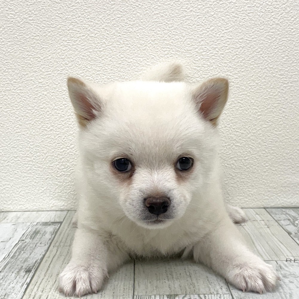 福岡県のチワ柴/柴チワ/チワシバ(チワワ×柴) (犬の家＆猫の里シュロアモール筑紫野店/2025年9月9日生まれ/男の子/白)の子犬の2枚目の画像