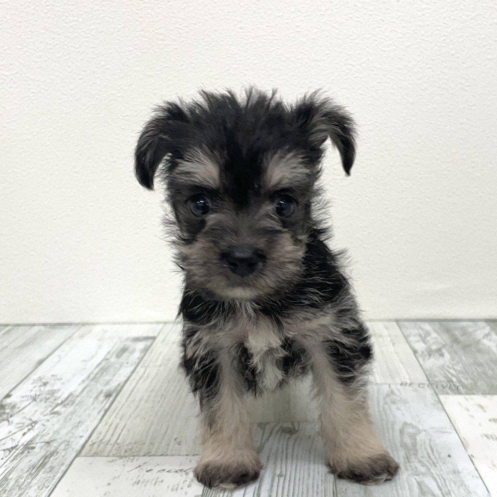 福岡県のシュナマル/マルシュナ(シュナウザー×マルチーズ) (犬の家＆猫の里シュロアモール筑紫野店/2025年9月9日生まれ/女の子/ブラックシルバー)の子犬の2枚目の画像