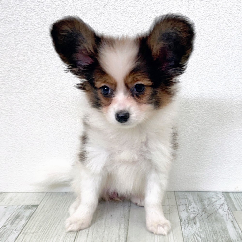 福岡県のパピヨン (犬の家＆猫の里シュロアモール筑紫野店/2025年9月8日生まれ/女の子/ホワイトブラウン)の子犬の2枚目の画像