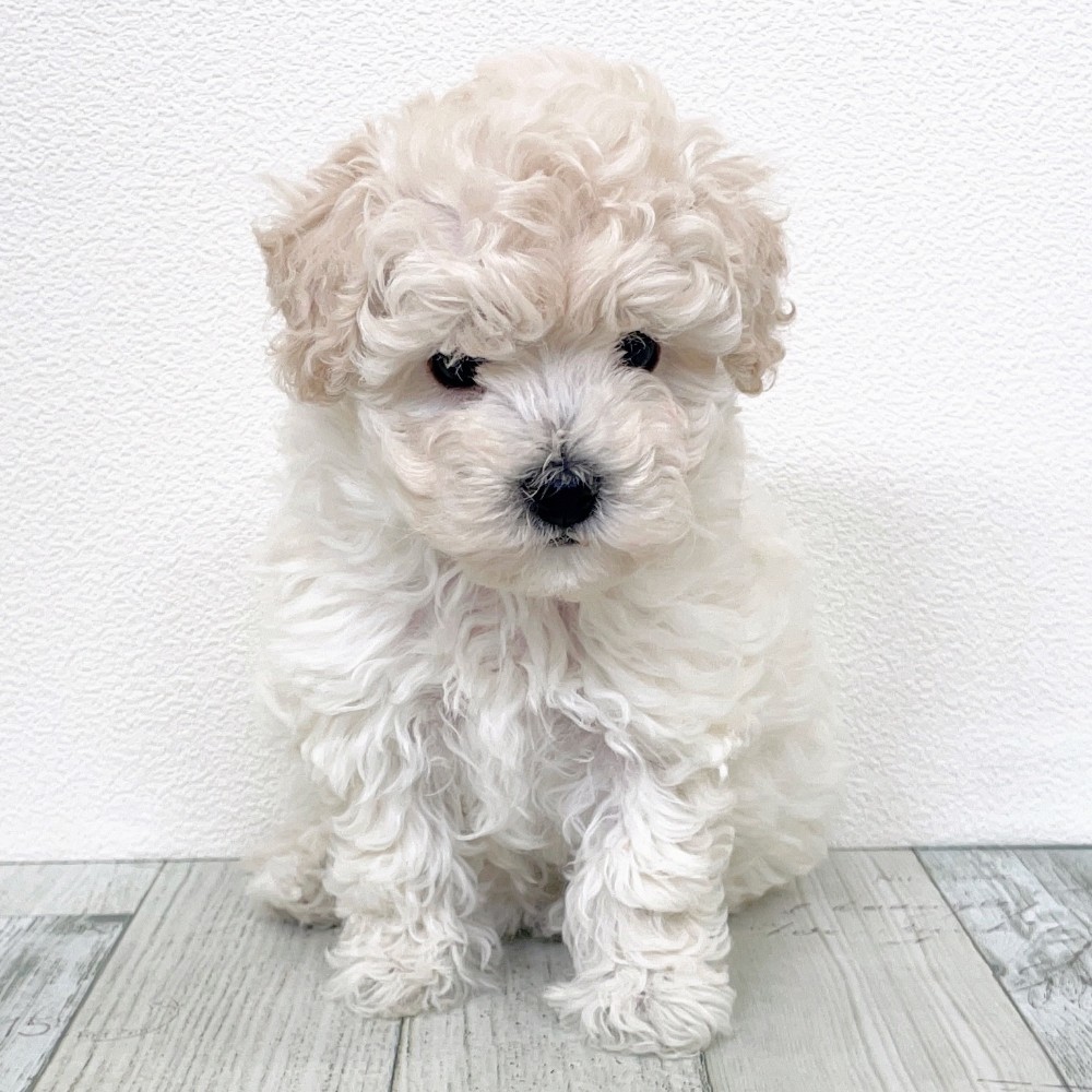 福岡県のビションプー(ビションフリーゼ×プードル) (犬の家＆猫の里シュロアモール筑紫野店/2025年9月7日生まれ/女の子/ホワイト)の子犬の2枚目の画像