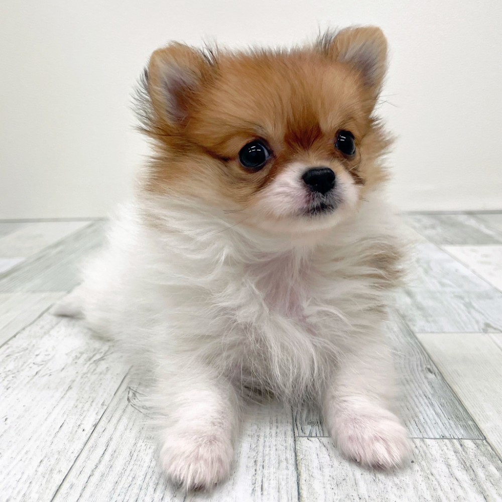 福岡県のポメチワ/チワポメ/ポメチー(ポメラニアン×チワワ) (犬の家＆猫の里シュロアモール筑紫野店/2025年9月6日生まれ/女の子/ホワイトレッド)の子犬の2枚目の画像
