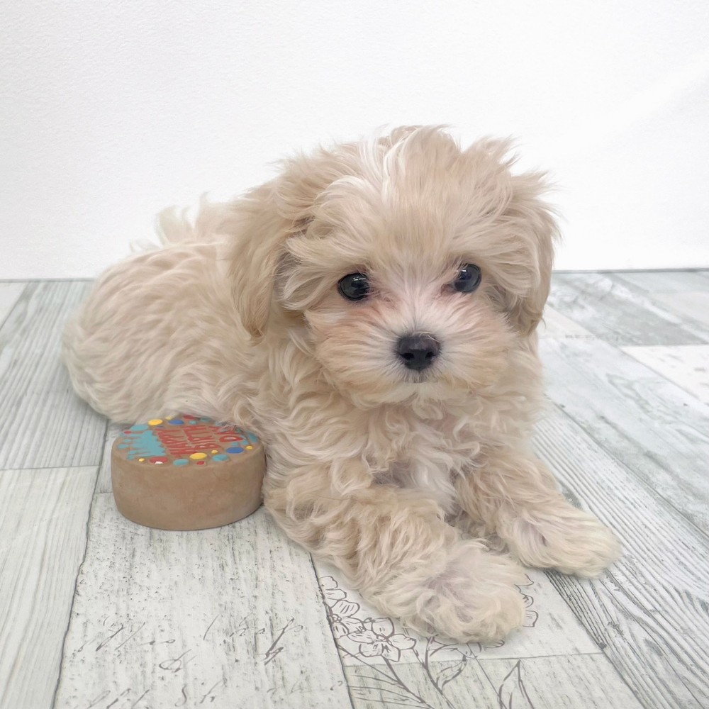 福岡県のマルプー(マルチーズ×プードル) (犬の家＆猫の里シュロアモール筑紫野店/2025年9月11日生まれ/女の子/クリームホワイト)の子犬の2枚目の画像