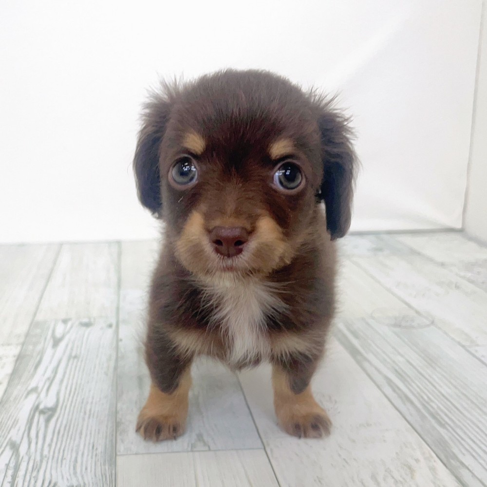 福岡県のチワックス(チワワ×ダックス) (犬の家＆猫の里シュロアモール筑紫野店/2025年9月14日生まれ/女の子/チョコレートタン)の子犬の2枚目の画像