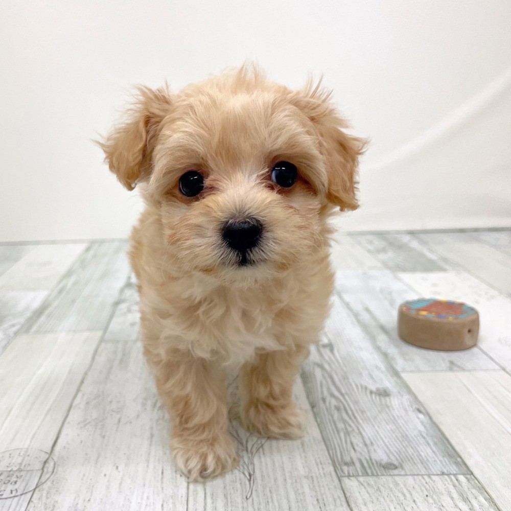 福岡県のマルプー(マルチーズ×プードル) (犬の家＆猫の里シュロアモール筑紫野店/2025年9月14日生まれ/女の子/アプリコット)の子犬の2枚目の画像
