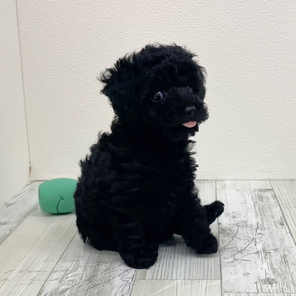 福岡県のトイプードル(タイニー) (犬の家＆猫の里シュロアモール筑紫野店/2025年9月16日生まれ/女の子/ブラック)の子犬の2枚目の画像