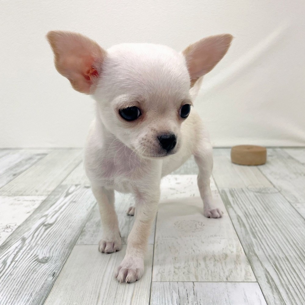 福岡県のチワワ(スムース) (犬の家＆猫の里シュロアモール筑紫野店/2025年9月15日生まれ/女の子/クリームホワイト)の子犬の2枚目の画像