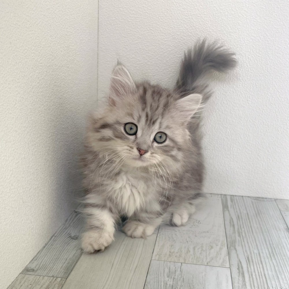 福岡県のミヌエット (犬の家＆猫の里シュロアモール筑紫野店/2025年9月13日生まれ/男の子/シルバータビーホワイト)の子猫の2枚目の画像
