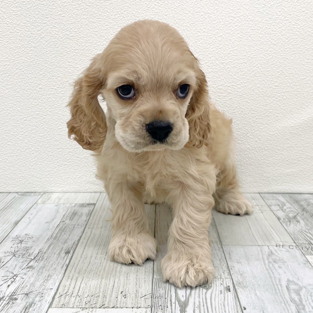 福岡県のアメリカンコッカースパニエル (犬の家＆猫の里シュロアモール筑紫野店/2025年9月22日生まれ/男の子/バフ)の子犬の2枚目の画像