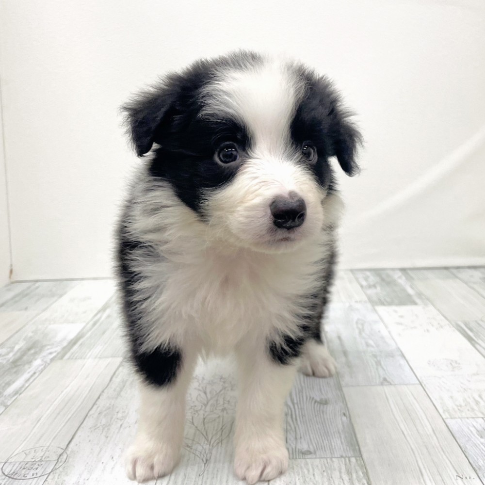 福岡県のボーダーコリー (犬の家＆猫の里シュロアモール筑紫野店/2025年9月21日生まれ/男の子/ブラックホワイト)の子犬の2枚目の画像