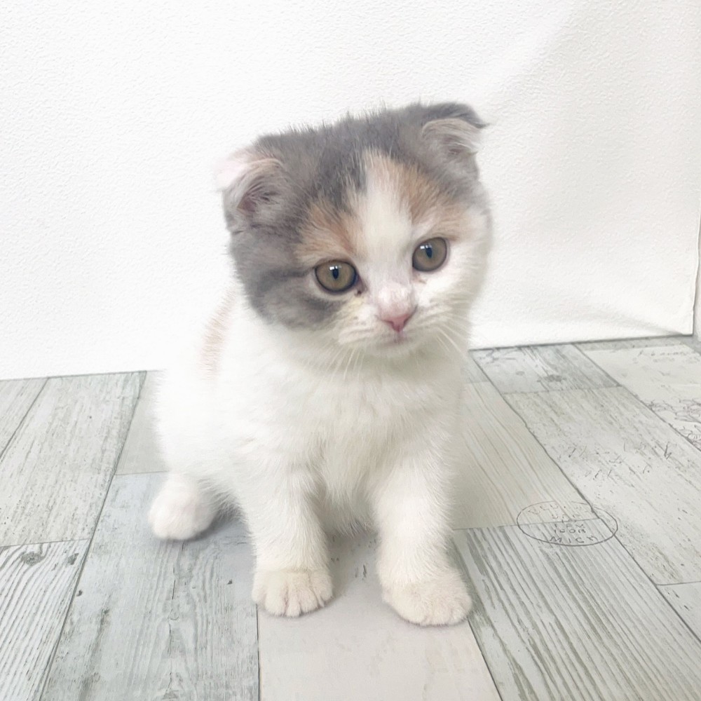 福岡県のスコティッシュフォールド (犬の家＆猫の里シュロアモール筑紫野店/2025年9月10日生まれ/女の子/ダイリュートキャリコ)の子猫の2枚目の画像