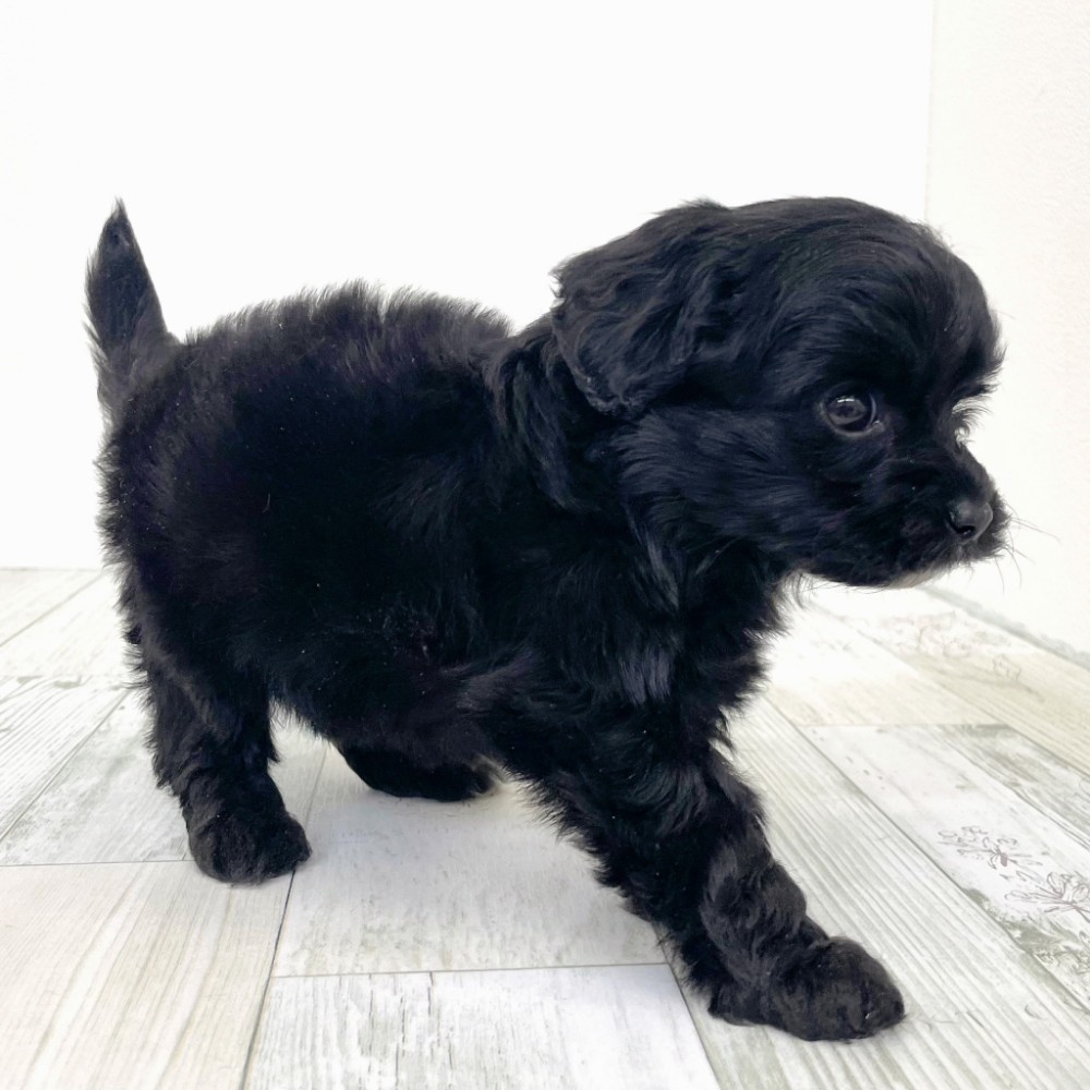 福岡県のチワプー/プーチー(チワワ×プードル) (犬の家＆猫の里シュロアモール筑紫野店/2025年9月21日生まれ/男の子/ブラック)の子犬の2枚目の画像