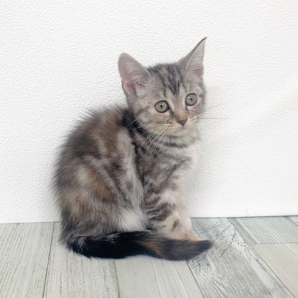 福岡県のアメリカンショートヘアー (犬の家＆猫の里シュロアモール筑紫野店/2025年9月16日生まれ/女の子/シルバーパッチドタビー)の子猫の2枚目の画像