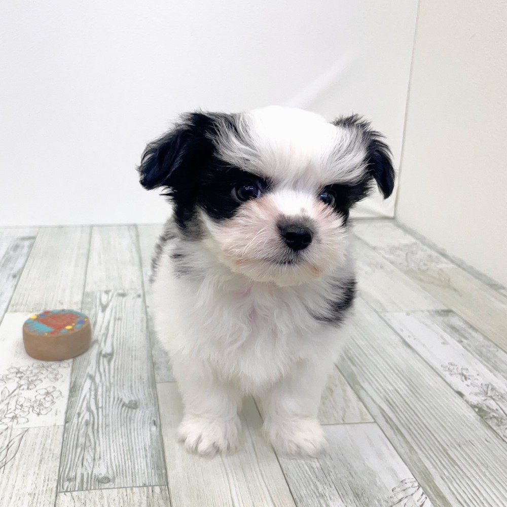 福岡県のチワマル/マルチワ(チワワ×マルチーズ) (犬の家＆猫の里シュロアモール筑紫野店/2025年9月16日生まれ/男の子/ホワイトブラック)の子犬の2枚目の画像