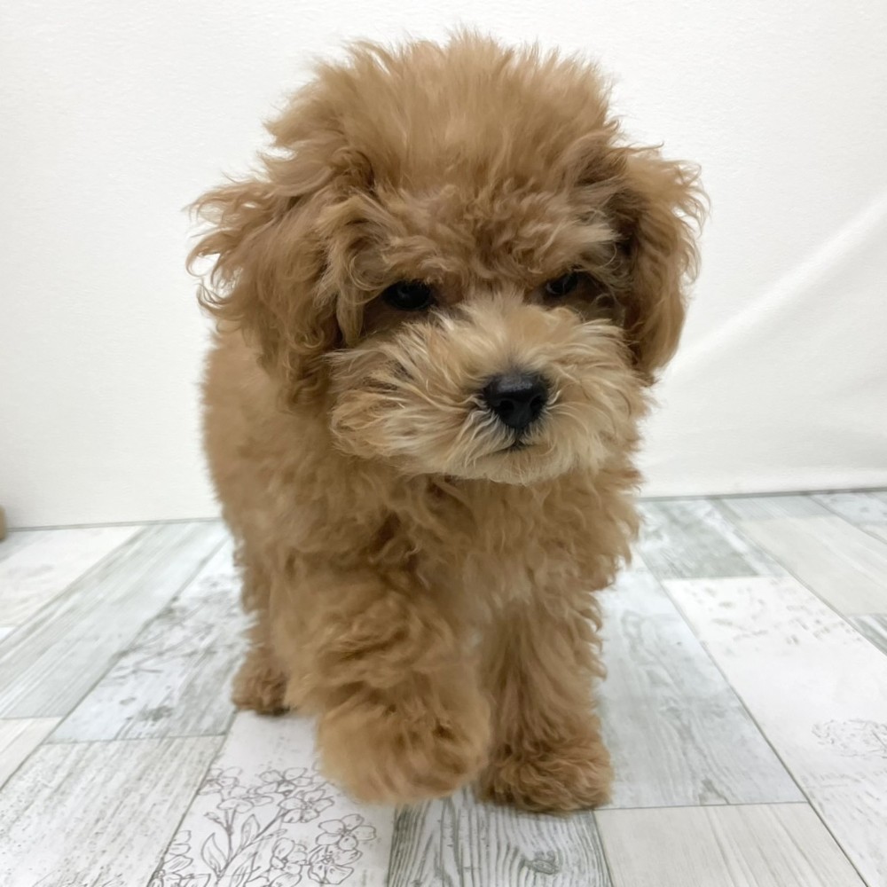 福岡県のトイプードル(トイ) (犬の家＆猫の里シュロアモール筑紫野店/2025年8月17日生まれ/男の子/レッド)の子犬の2枚目の画像