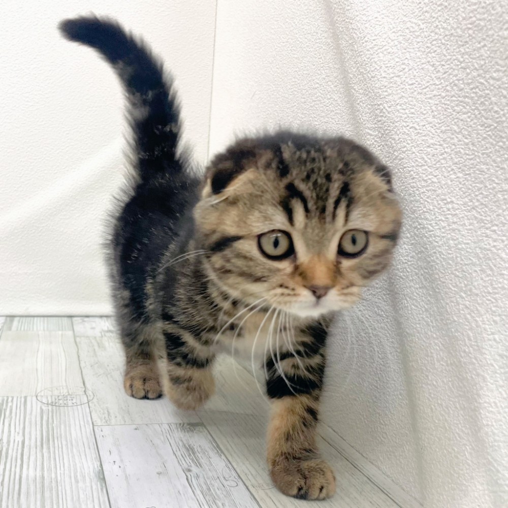 福岡県のスコティッシュフォールド (犬の家＆猫の里シュロアモール筑紫野店/2025年9月5日生まれ/男の子/ブラウンタビー)の子猫の2枚目の画像