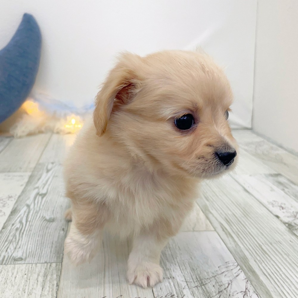 福岡県のチワックス(チワワ×ダックス) (犬の家＆猫の里シュロアモール筑紫野店/2025年9月30日生まれ/男の子/イエロー)の子犬の2枚目の画像