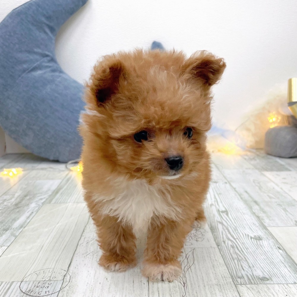 福岡県のポメプー(ポメラニアン×プードル) (犬の家＆猫の里シュロアモール筑紫野店/2025年9月23日生まれ/男の子/オレンジ)の子犬の2枚目の画像