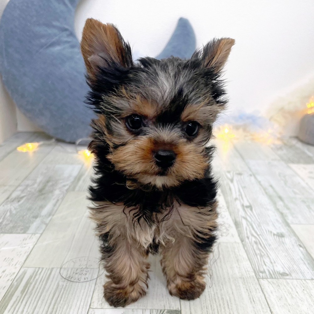 ヨークシャーテリア男の子の写真