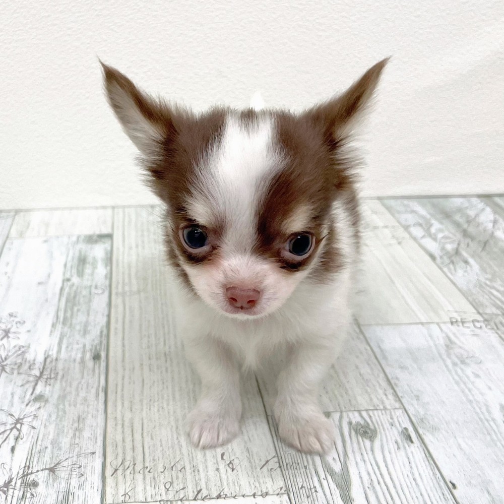 福岡県のチワワ(ロング) (犬の家＆猫の里シュロアモール筑紫野店/2025年10月6日生まれ/男の子/ホワイトチョコレートタン)の子犬の2枚目の画像