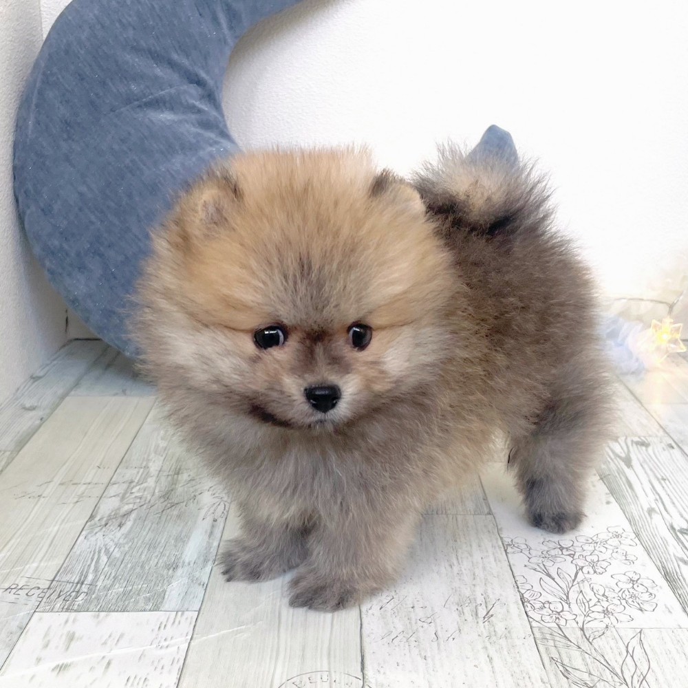 福岡県のポメラニアン (犬の家＆猫の里シュロアモール筑紫野店/2025年10月5日生まれ/男の子/オレンジセーブル)の子犬の2枚目の画像