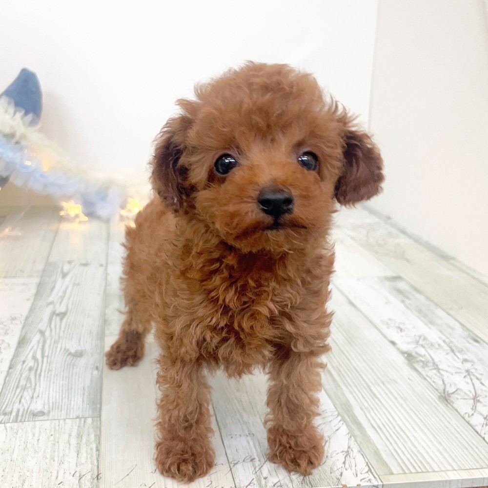 福岡県のトイプードル(タイニー) (犬の家＆猫の里シュロアモール筑紫野店/2025年10月7日生まれ/男の子/レッド)の子犬の2枚目の画像