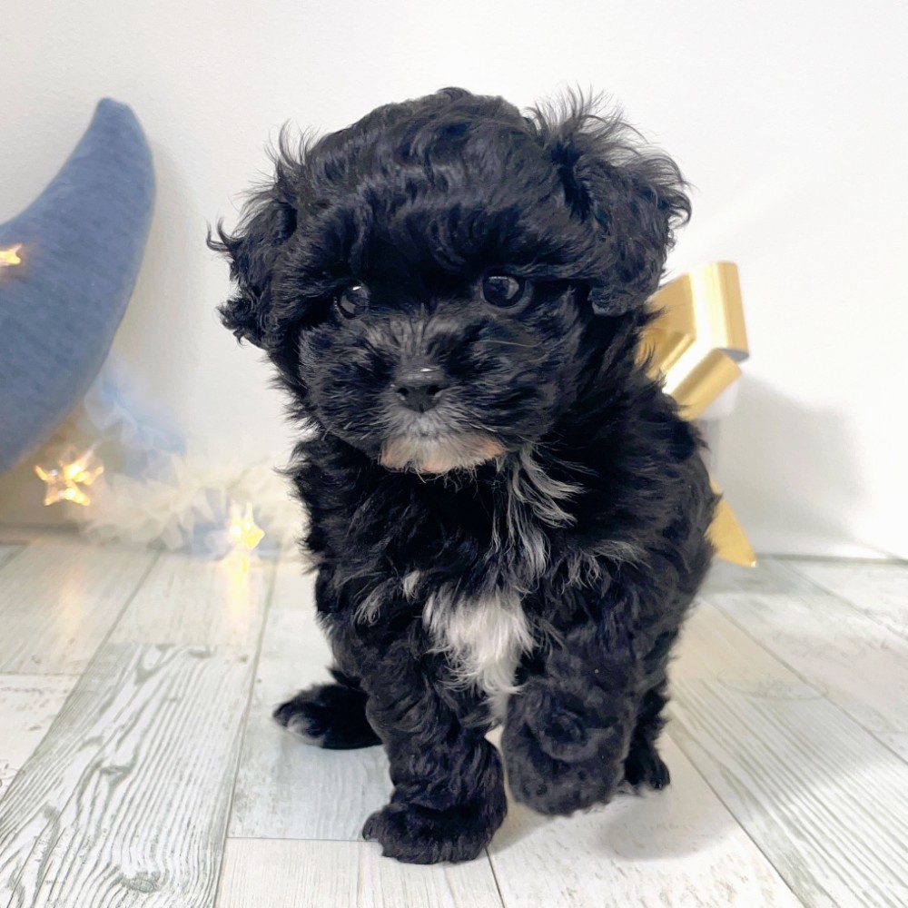 福岡県のプーズー/プーシーズ(プードル×シーズー) (犬の家＆猫の里シュロアモール筑紫野店/2025年10月4日生まれ/男の子/ブラックホワイト)の子犬の2枚目の画像