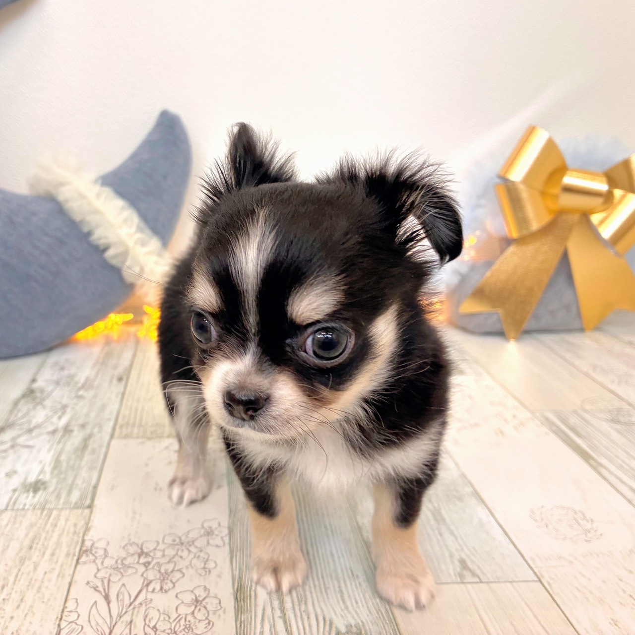 福岡県のチワワ(ロング) (犬の家＆猫の里シュロアモール筑紫野店/2025年10月7日生まれ/男の子/ブラッククリームホワイト)の子犬の2枚目の画像