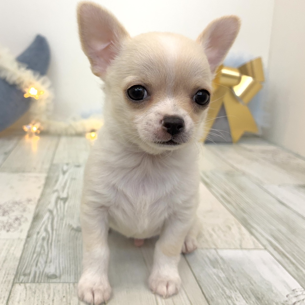 福岡県のチワワ(スムース) (犬の家＆猫の里シュロアモール筑紫野店/2025年10月6日生まれ/男の子/ホワイトクリーム)の子犬の2枚目の画像