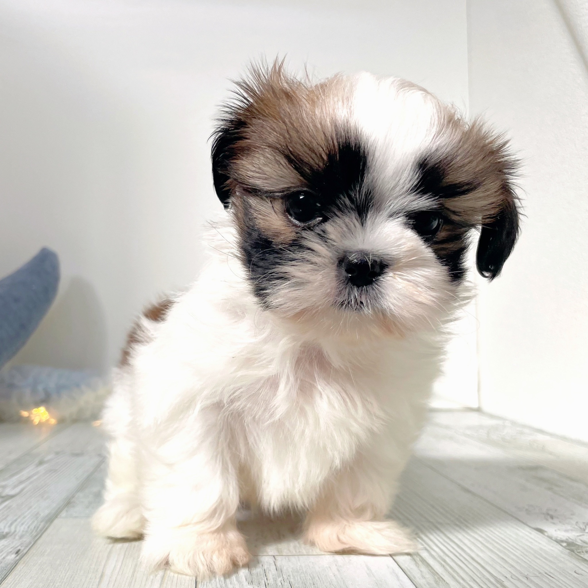 福岡県のシーズー (犬の家＆猫の里シュロアモール筑紫野店/2025年10月7日生まれ/男の子/ゴールドホワイト)の子犬の2枚目の画像