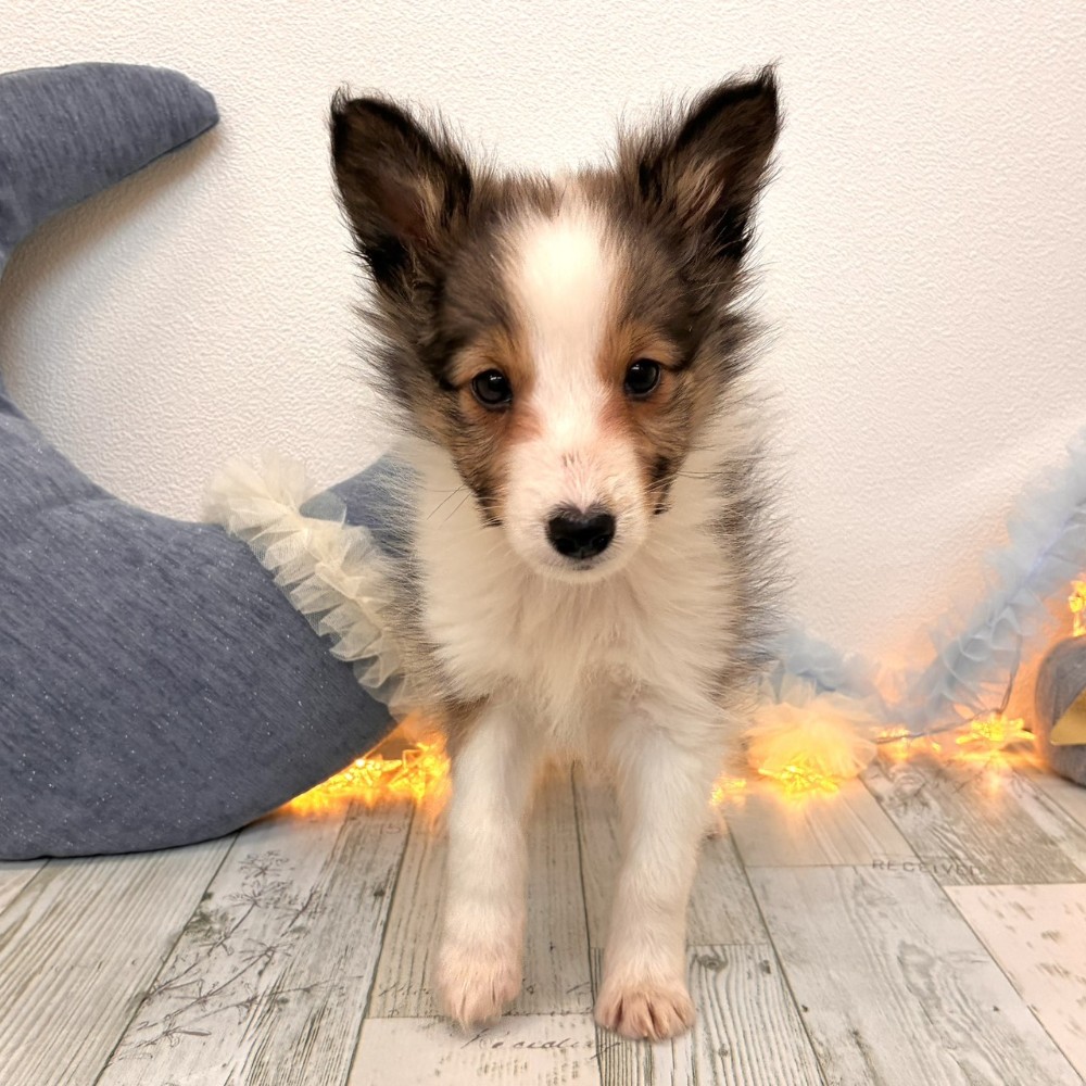 福岡県のシェットランドシープドッグ (犬の家＆猫の里シュロアモール筑紫野店/2025年10月5日生まれ/女の子/セーブルホワイト)の子犬の2枚目の画像
