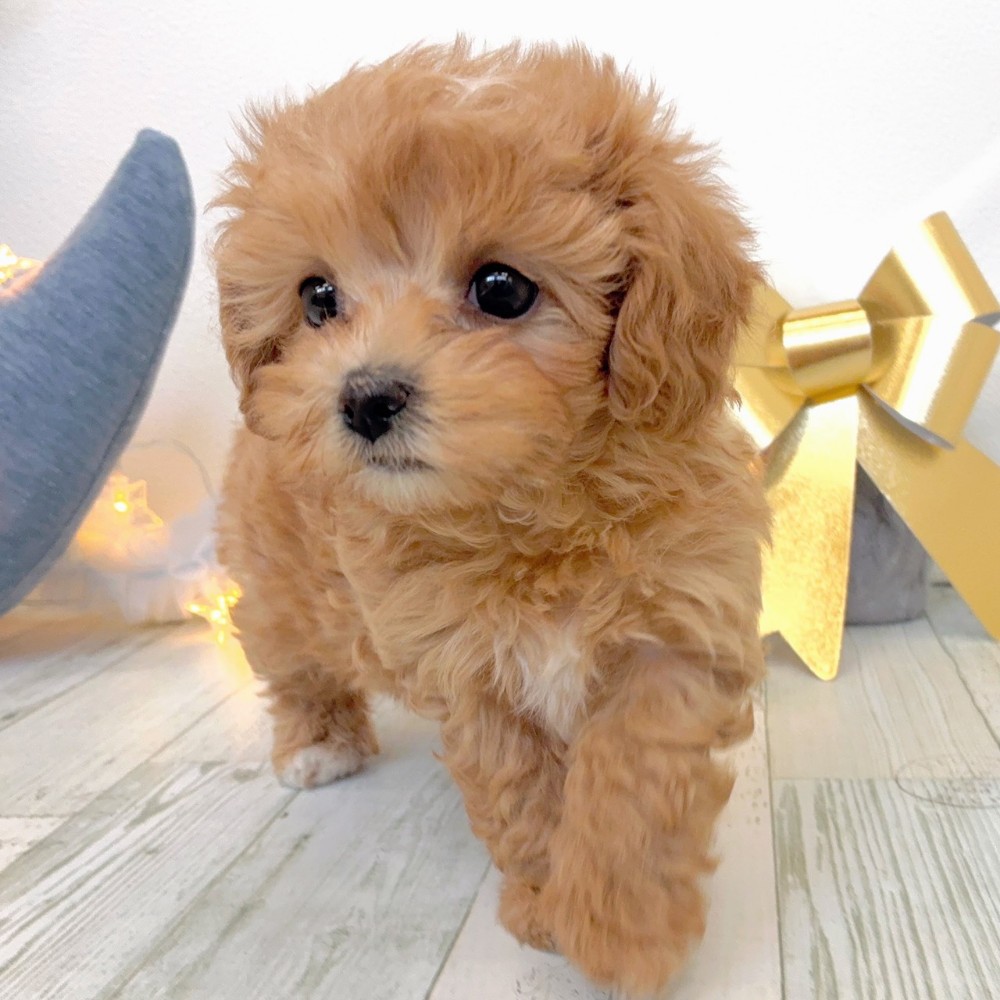福岡県のマルプー(マルチーズ×プードル) (犬の家＆猫の里シュロアモール筑紫野店/2025年10月6日生まれ/女の子/アプリコット)の子犬の2枚目の画像