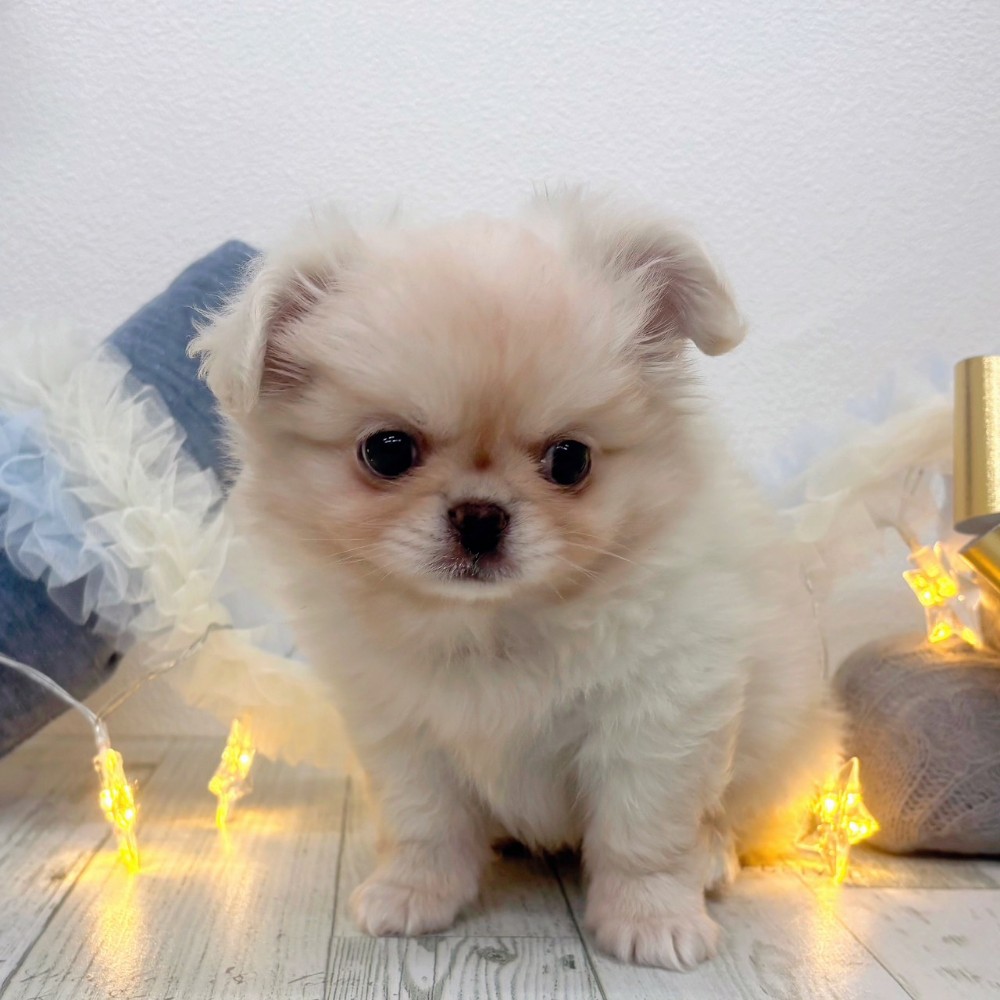 福岡県のチワペキ/ペキチー/ペキチワ(チワワ×ペキニーズ) (犬の家＆猫の里シュロアモール筑紫野店/2025年10月12日生まれ/男の子/ホワイトクリーム)の子犬の2枚目の画像