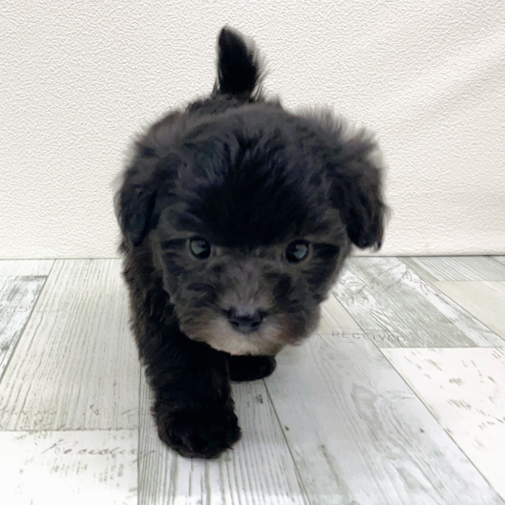 福岡県のマルプー(マルチーズ×プードル) (犬の家＆猫の里シュロアモール筑紫野店/2025年10月20日生まれ/女の子/シルバー)の子犬の2枚目の画像