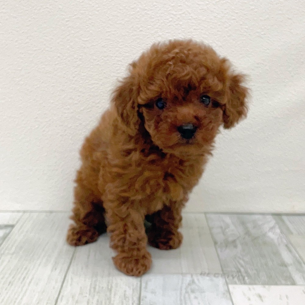 福岡県のトイプードル(トイ) (犬の家＆猫の里シュロアモール筑紫野店/2025年10月19日生まれ/女の子/レッド)の子犬の2枚目の画像