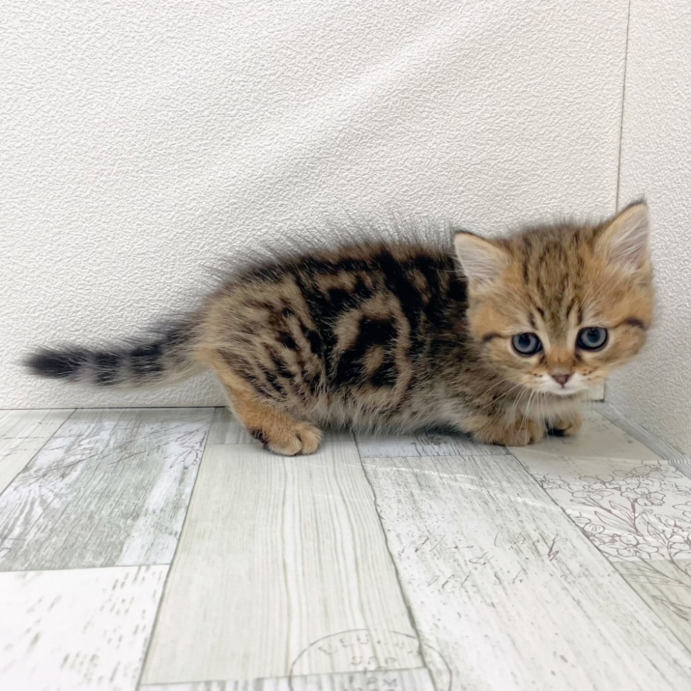 福岡県のマンチカン (犬の家＆猫の里シュロアモール筑紫野店/2025年10月19日生まれ/女の子/ブラウンタビー)の子猫の2枚目の画像